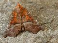 Scoliopteryx libatrix (Scoliopteryginae, Scoliopterygini)