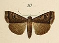 Anomis grisea (Erebinae, Anomis)