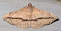 Anticarsia gemmatalis (Eulepidotinae, incertae sedis)