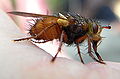 Tachina fera