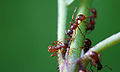 Myrmica rubra