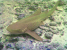 Зебровая акула (Stegostoma fasciatum)
