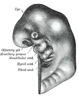 Схематическое изображение зародыша, обозначены первая, вторая и третья жаберные дуги.