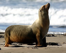 Калифорнийский морской лев, из семейства Ушастые тюлени