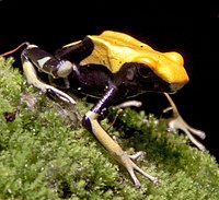 Ranitomeya variabilis