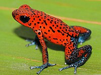 Oophaga pumilio