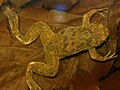 Xenopus fraseri