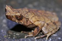 Megophrys brachykolos