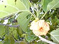 Cordia subcordata