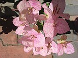 Bougainvillea sp.