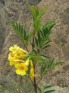 Tecoma stans var. sambucifolia