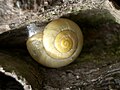 Садовая цепея (Cepaea hortensis) чисто жёлтая морфа