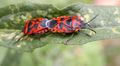 Eurydema ornatum Pentatomidae