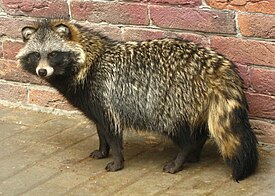 Енотовидная собака в гродненском зоопарке (Беларусь)