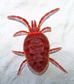 Trombidium holosericeum