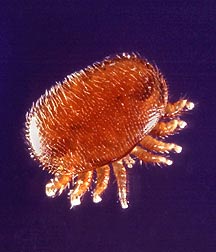 Varroa