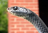 An extreme close-up of a black racer’s head: black eyes and a pointed snout are featured.