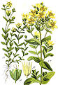 Hypericum humifusum