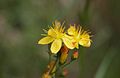 Hypericum pulchrum