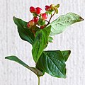 Hypericum androsaemum, плоды