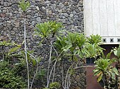 Ficus pseudopalma