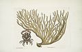 Cance Chelis Rubis, The red-claw Crab; Titanokeratophyton &c. , 1754