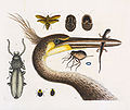 Ardea herodias, 1771