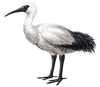 Threskiornis solitarius