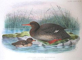 Иллюстрация Й. Г. Кёлеманса из «A History of the Birds of New Zealand», Т. II, 1888