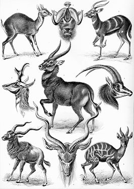 Различные виды антилоп