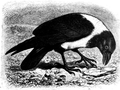 Corvus scapulatus