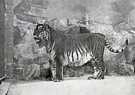 Тигр с Кавказа в Берлинском зоопарке, 1899 г.[1]