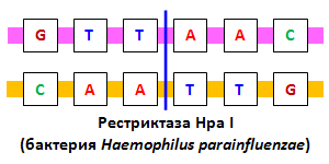 Участок узнавания рестриктазы Hpa I