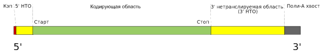 Структура зрелой мРНК эукариот