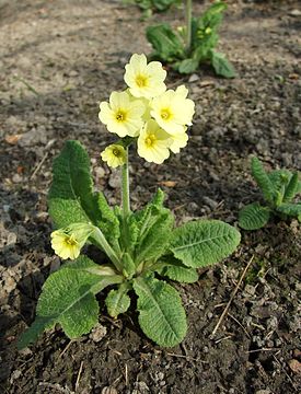 Primula denticulata (Первоцвет мелкозубчатый)