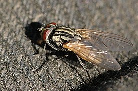 Самка комнатной мухи (Musca domestica)