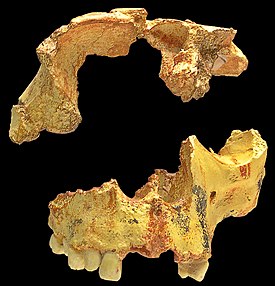 Кости черепа Homo antecessor