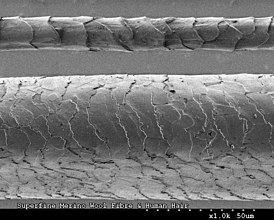 Сканирующая электронная микроскопия: изображение шерсти мериноса (вверху) и человеческих волос (внизу) с кератиновыми чешуйками