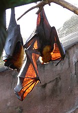 Pteropus vampyrus