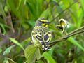 Мозамбикский вьюрок (Serinus mozambicus)