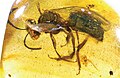 Oligochlora semirugosa (доминиканский янтарь, Halictidae)[21]