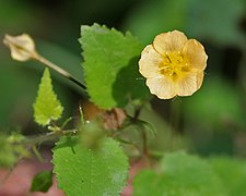 Sida cordata