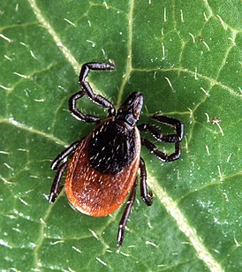 Взрослая самка клеща черноногого (Ixodes scapularis) — одного из переносчиков болезни Лайма