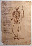 Рисунок к лекциям по анатомии. 1674. Бумага, перо, тушь. Академия Святого Луки, Рим