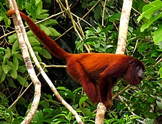 Один из обитателей лесов бассейна Пуруса — рыжий ревун