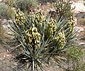 Yucca baccata