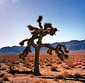 Yucca brevifolia