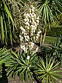 Yucca gloriosa