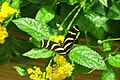 Бабочка в Биодоме