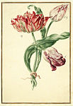 Лист из Karlsruher Tulpenbuch, 1730